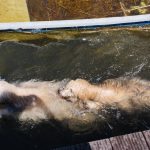 Wettschwimmen