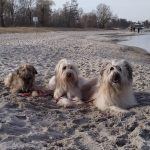 ... drei ganz brave Schafpudel