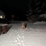Schafpudel Sheldon mach Fusstapsenim Schnee