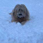 Schafpudel Amy mit Schneeschnute