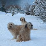 Schafpudel lieben den Schnee